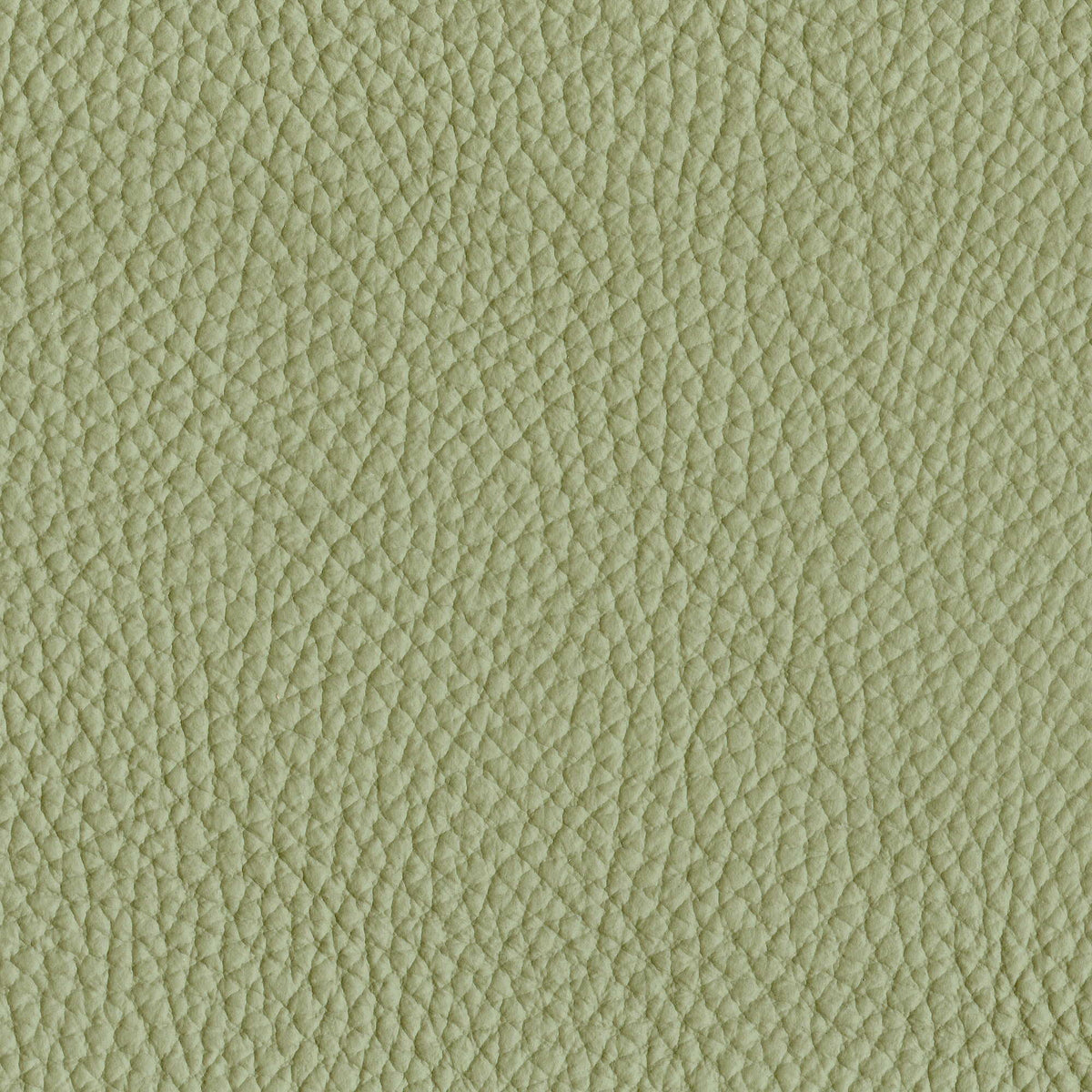 Pelle Spessorato Aloe 3032 – vera pelle martellata stampa dollaro, campione steso