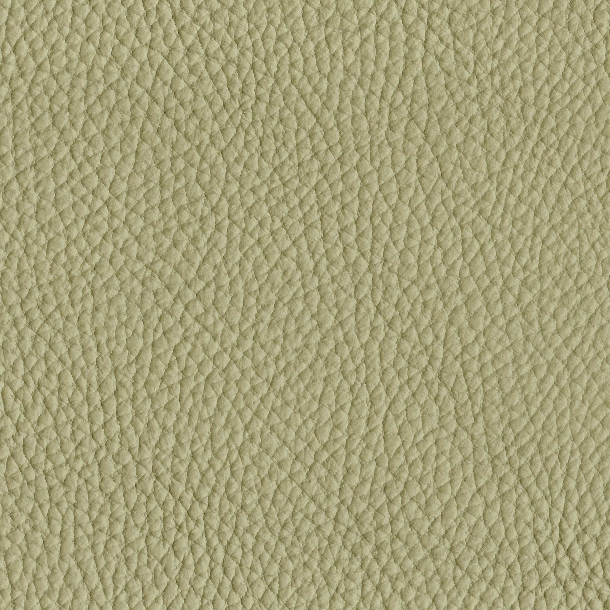 Pelle Spessorato Aloe 3032 – vera pelle martellata stampa dollaro, campione steso