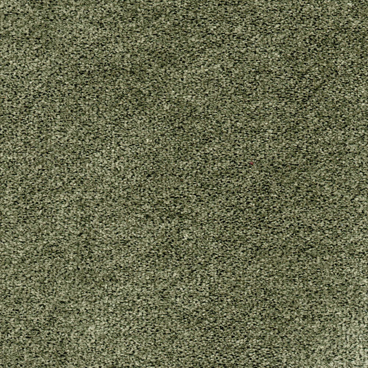 Tessuto Campbell Olive ca751 – tessuto vellutato dalla texture compatta, colore verde oliva