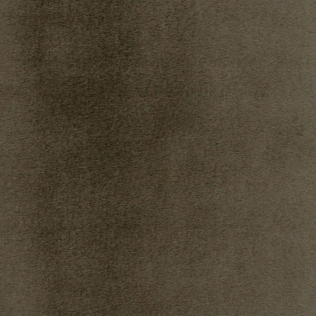 Tessuto Milano Papyrus MI07 – velluto a pelo alto dalla mano soffice
